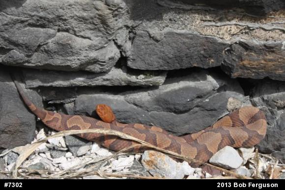 Northern Copperhead