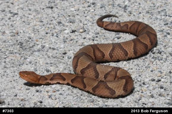 Northern Copperhead