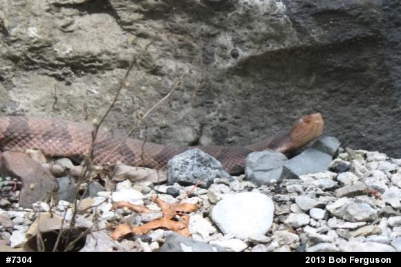Northern Copperhead