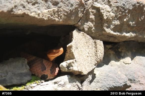 Northern Copperhead