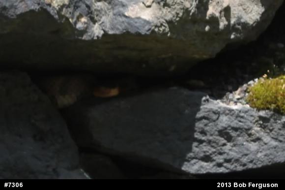 Northern Copperhead