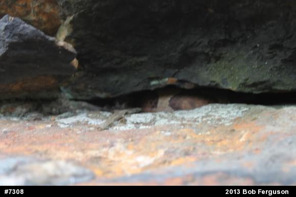 Northern Copperhead