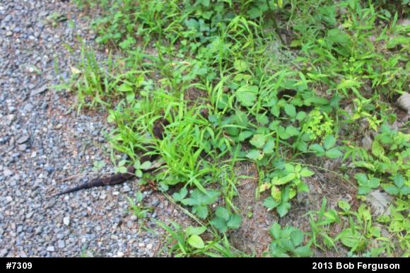 Northern Copperhead