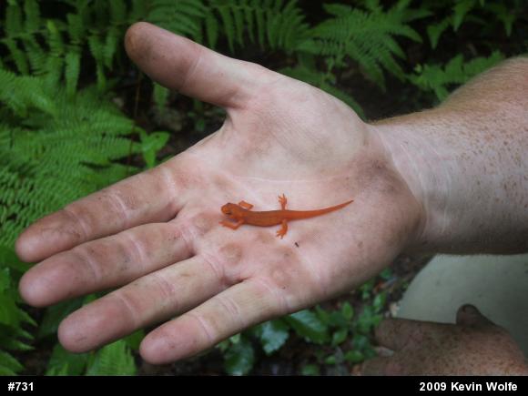 Red-spotted Newt