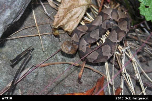 Northern Copperhead