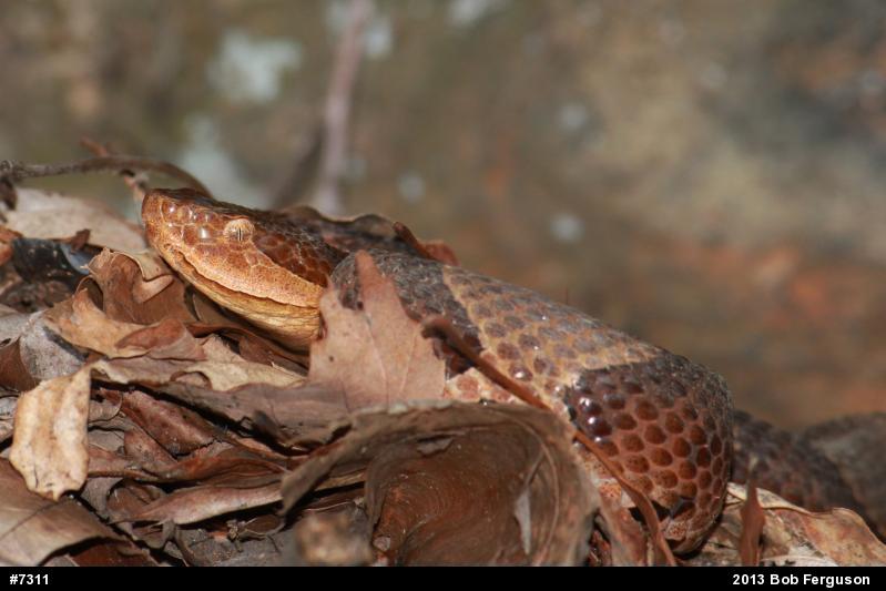 Northern Copperhead