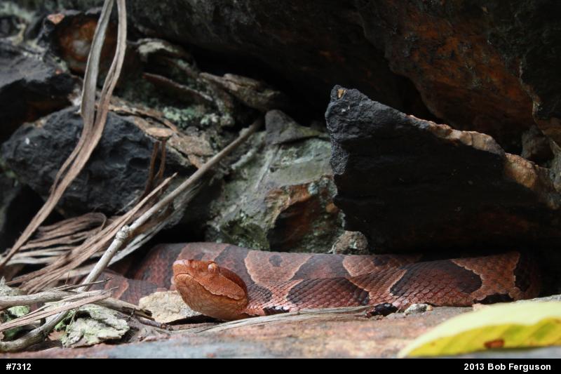 Northern Copperhead