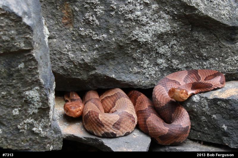 Northern Copperhead