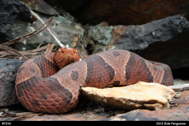 Northern Copperhead