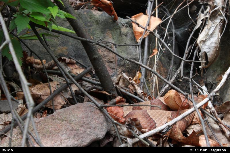 Northern Copperhead