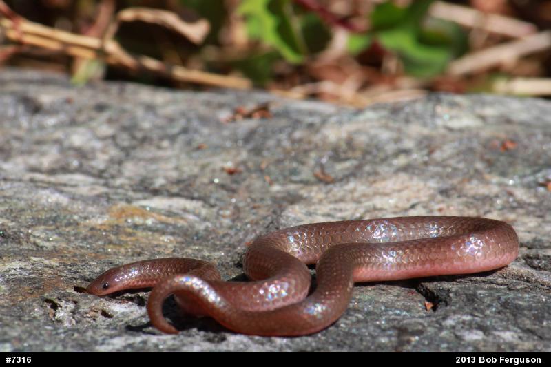 Eastern Wormsnake