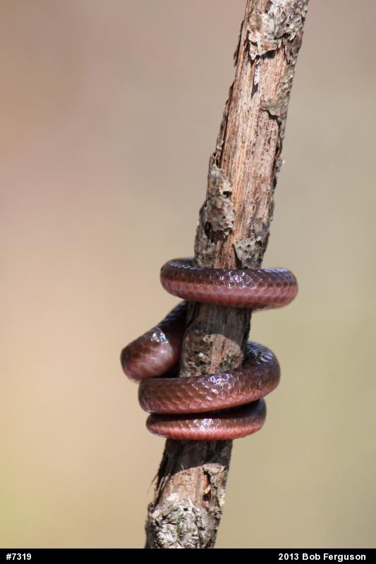 Eastern Wormsnake