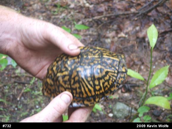 Eastern Box Turtle