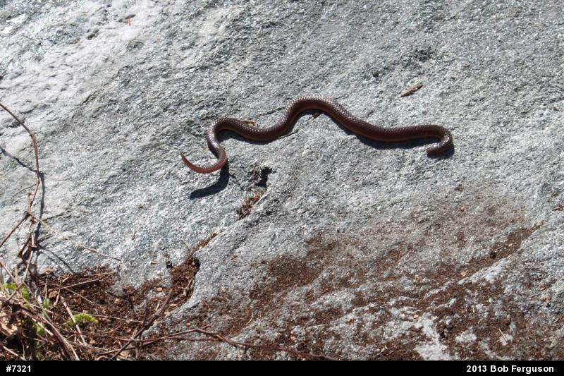 Eastern Wormsnake