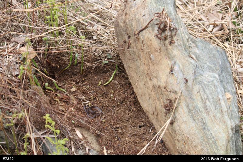 Eastern Wormsnake