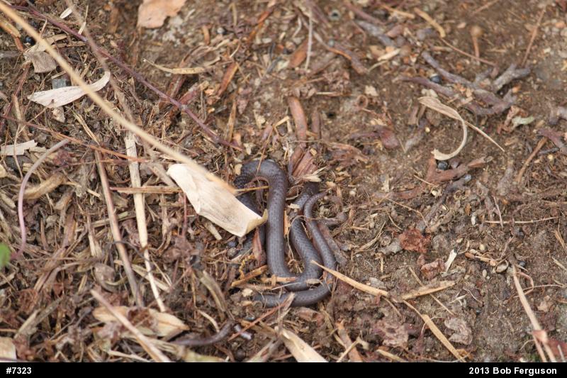 Eastern Wormsnake