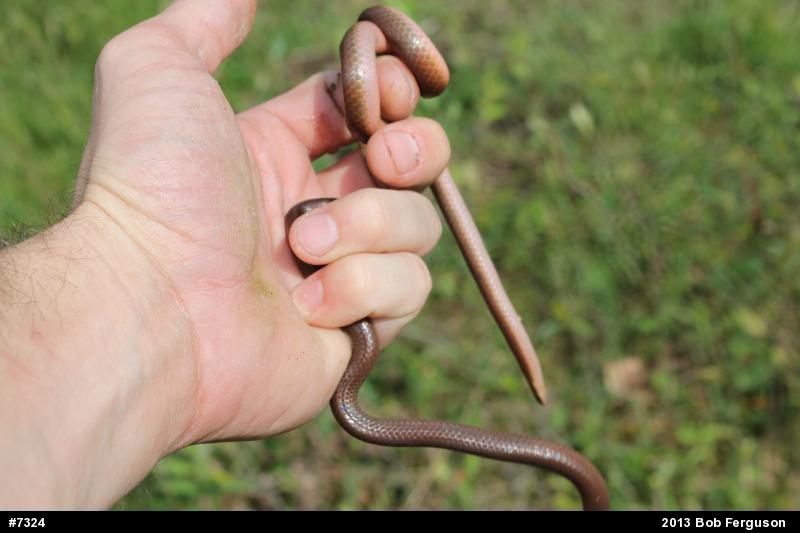 Eastern Wormsnake