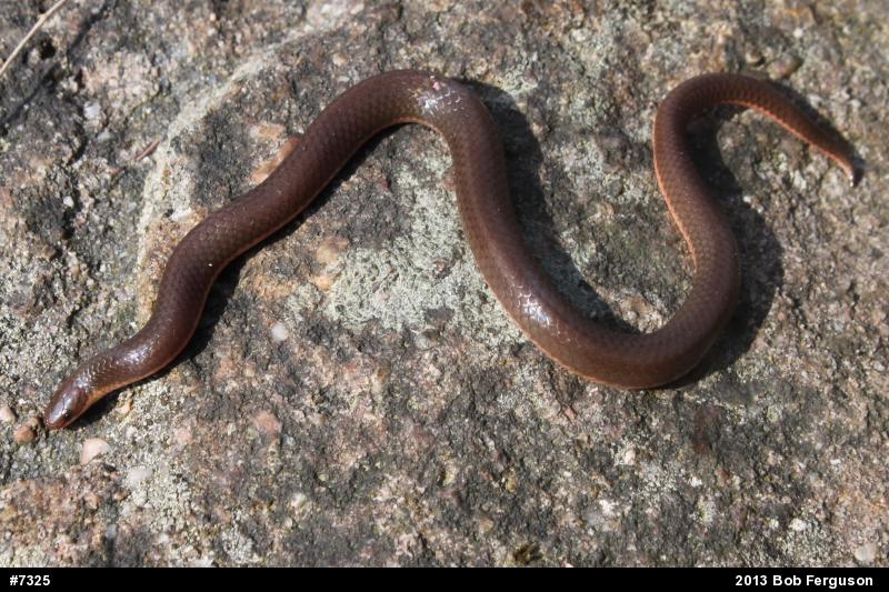 Eastern Wormsnake