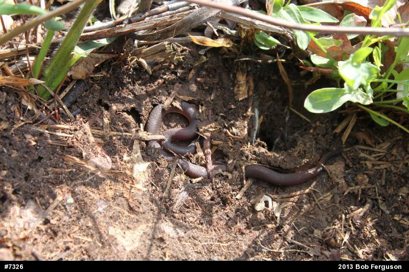 Eastern Wormsnake