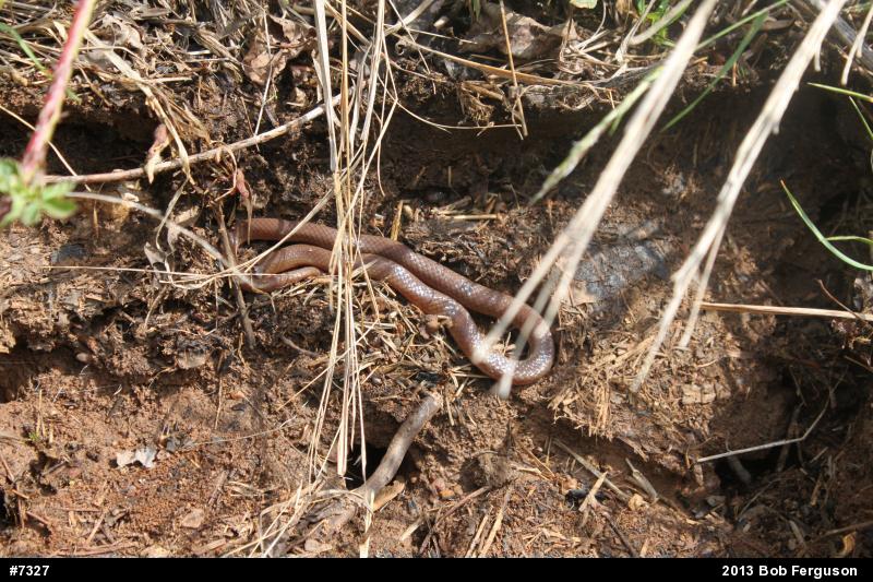 Eastern Wormsnake