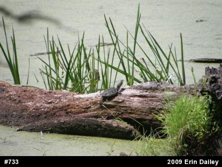 Snapping Turtle