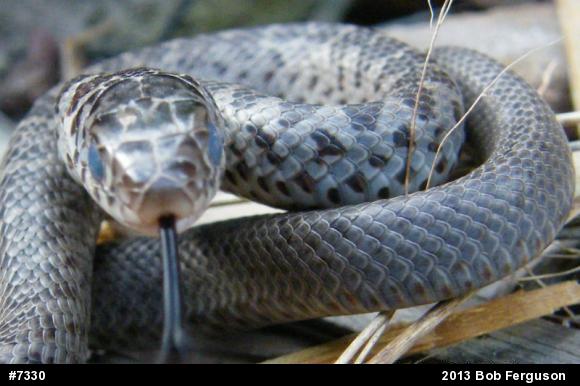 Northern Black Racer