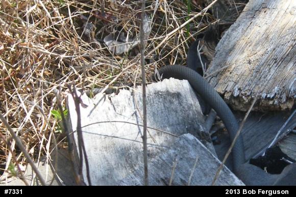 Northern Black Racer