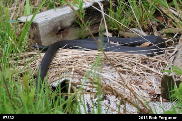 Northern Black Racer