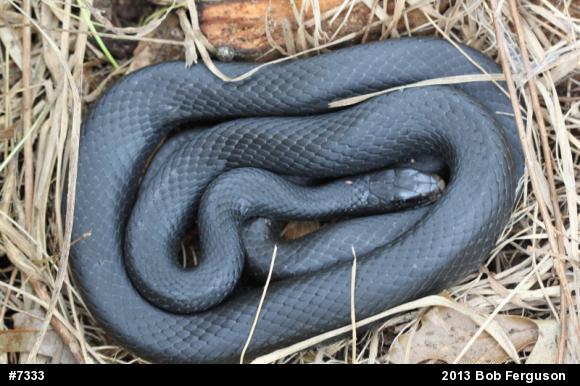 Northern Black Racer