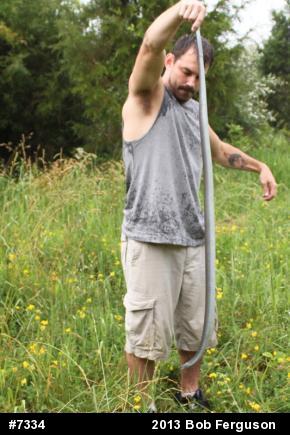 Northern Black Racer