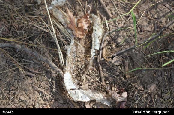 Northern Black Racer