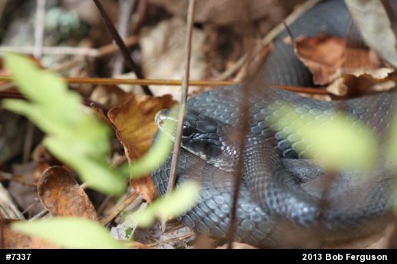 Northern Black Racer