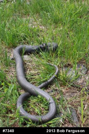 Northern Black Racer