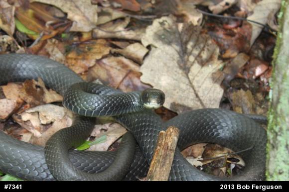Northern Black Racer