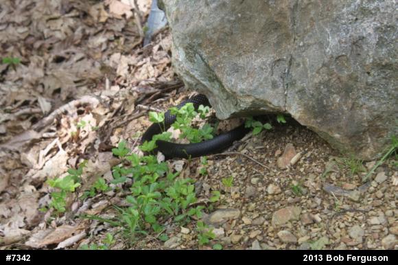 Northern Black Racer