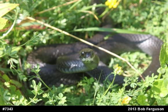 Northern Black Racer