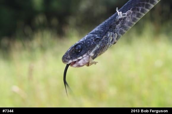 Northern Black Racer