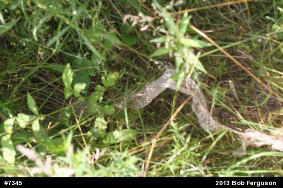 Northern Black Racer