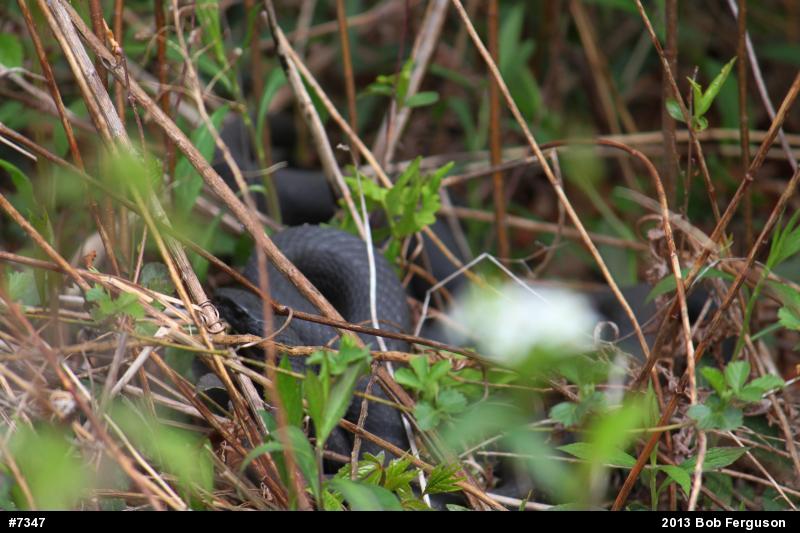 Northern Black Racer