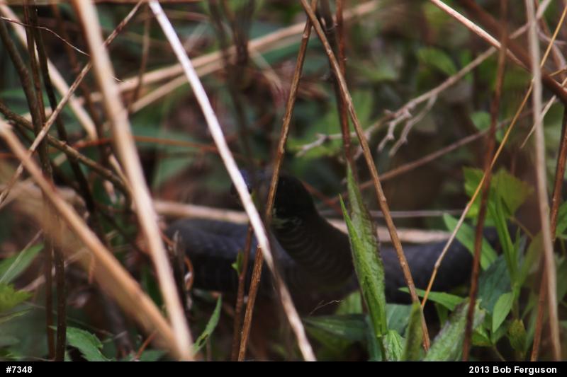 Northern Black Racer