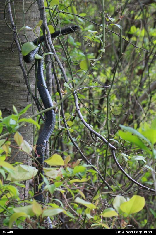 Northern Black Racer