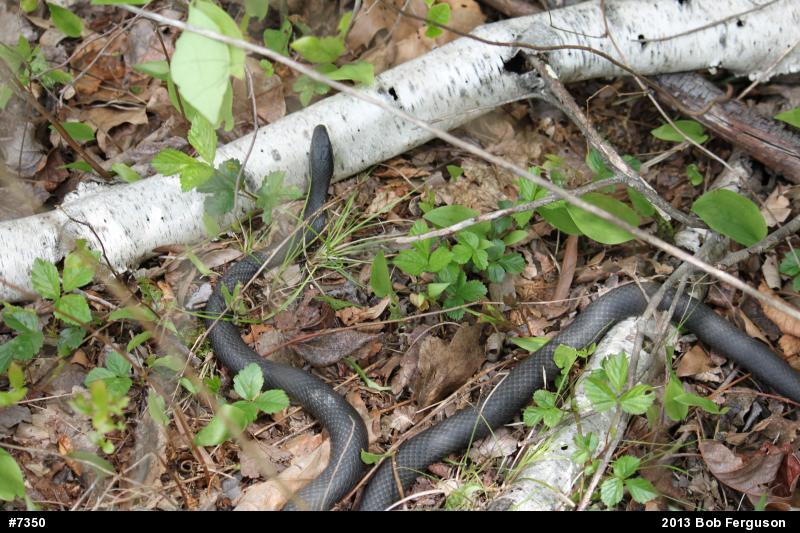 Northern Black Racer