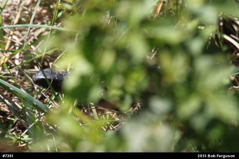 Northern Black Racer