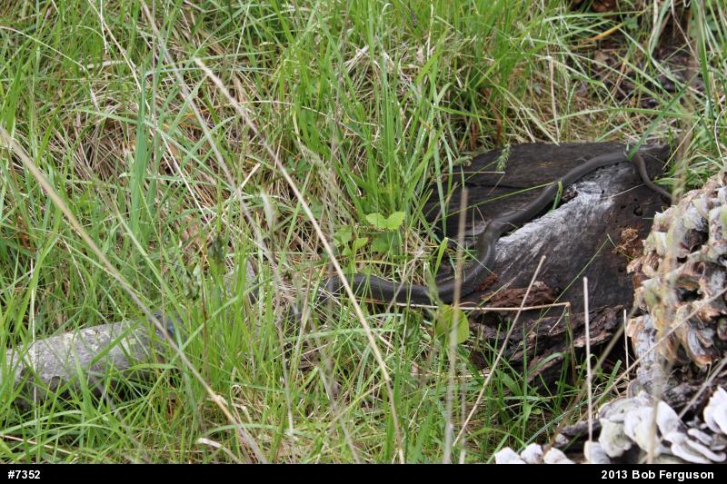 Northern Black Racer
