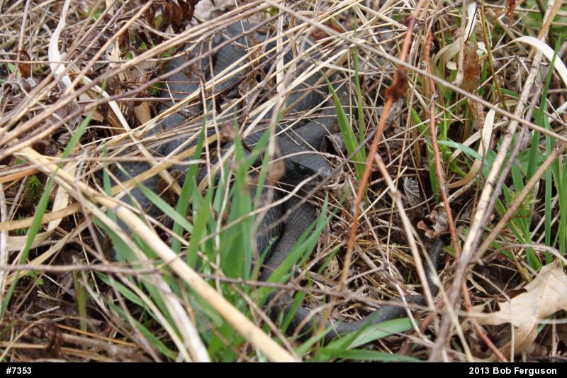 Northern Black Racer