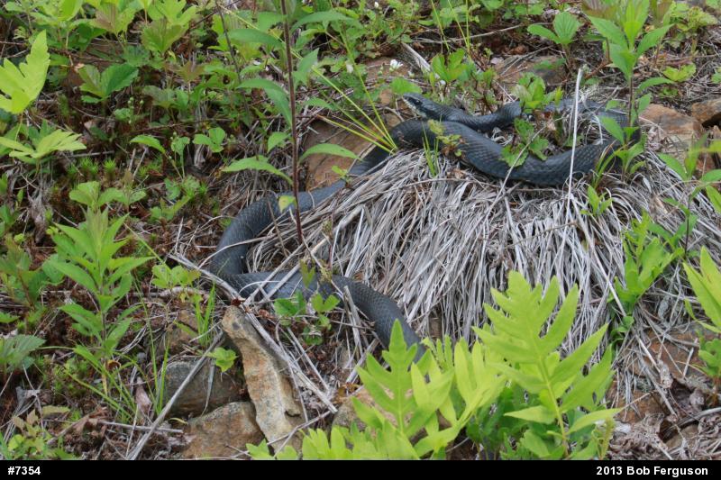 Northern Black Racer