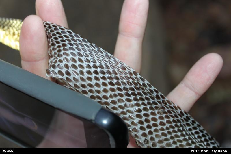 Eastern Ratsnake