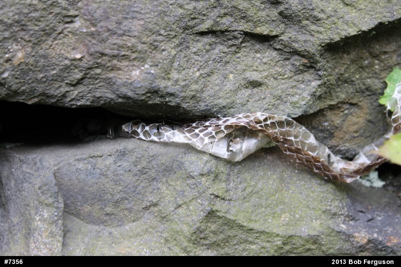 Northern Black Racer