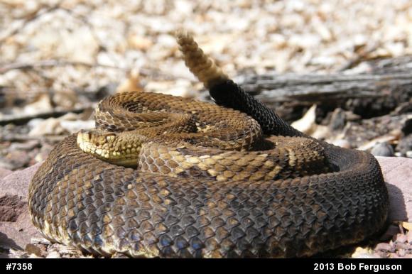 Timber Rattlesnake