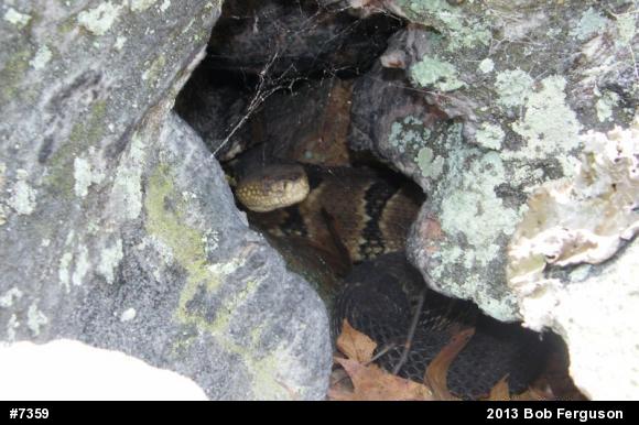 Timber Rattlesnake